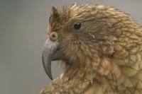Stock of Kea Pictures a native New Zealand mountain parrot with a mischievous nature.