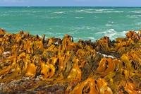 The green-blue Pacific waters in Curio Bay in the Catlins region of New Zealand, are fringed by a band of golden kelp which sweeps the rocky ledge of the shoreline.