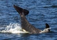 photo of a Killer Whale (Orcinus orca) whale baby