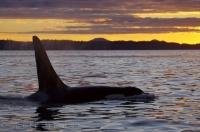 A Killer Whale shows of his beauty as the sunset lighting encompasses the waters off Northern Vancouver Island in British Columbia, Canada.