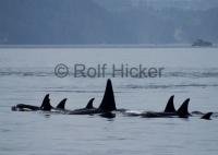 A large Killer Whale Family traveling together in Johnstone Strait, BC