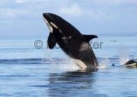 Orcinus Orca or Killer Whale female breaching beside a whale watching boat off Vancouver Island