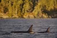 A killer whale mom and her baby peacefully swimming off Northern Vancouver Island in British Columbia, Canada.