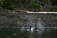 Johnstone Strait is known for its large killer whale population