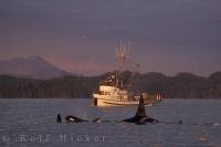 After a long day of fishing aboard this boat off Northern Vancouver Island in British Columbia, the crew gets a beautiful view of a pod of Killer Whales.