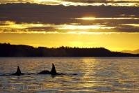 Beautiful scenery surrounds four Killer Whales who surface in the waters off Northern Vancouver Island in British Columbia, Canada at sunset.