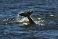 An Orca whale diving while displaying his tail fluke in Johnstone Strait, around Northern Vancouver Island in British Columbia, Canada.