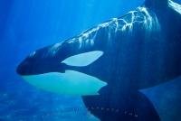 Photo of an a orca underwater swimming by
