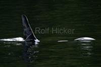 Photo of a large male orca whale coming up for air