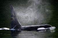 Stock Photo of an male Killer whale near Robson Bight