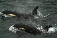 Two Orca Whales swimming in Johnstone Strait off Vancouver Island in British Columbia, Canada.