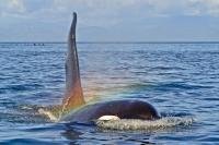 Image of an Killer whale with an rainbow taken on a whale watching boat in British Columbia