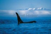 Whale watching Killer Whales on Vancouver Island, British Columbia