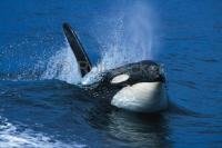 Surfing Orca whale (Killer whale) following a whale watching tour boat off northern Vancouver Island in British Columbia, Canada.