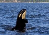 Baby Animal Pictures, Cute young orca whale spyhopping beside a whale watching boat off Vancouver Island
