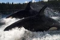 Two Orcas surfing syncronised beside a whale watching boat off Northern Vancouver Island, BC.
