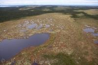 From an aerial perspective, the boggy landscape of Southern Labrador is that of large pools of water and soaked grassland interspersed with patches of forest and low lying shrubs.