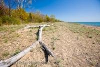 Dunes adorn the beach on the shores of Lake Erie in Point Pelee National Park in Leamington, Ontario in Canada.