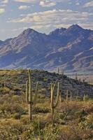 The Ricon Mountain range bounds the Saguaro National Park, where the landscape is dotted with countless saguaro cactus for which the park is named.