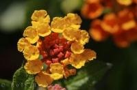 The Lantana is an attractive perennial plant which features clusters of small flowers at the end of a stalk.