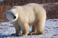 Polar bears are the world's largest land predator and the first species officially threatened by global warming, making them the international symbol in the fight against this growing natural disaster.