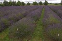 Photo of a beautiful Lavender Field on the North Island of New Zealand near Kihikihi