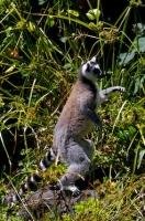 The scientific name for the Ring-tailed Lemur is Lemur Catta. From the latin word lemures which means spirits of the night.