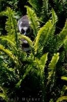 A cute little Ring-tailed Lemur or scientifically known as a Lemur catta peers from behind the ferns at the Auckland Zoo on the North Island of New Zealand.