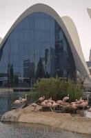 Chilean Flamingos love to wade in the waters outside the L Oceanografic at the City of Arts and Science in Valencia, Spain.