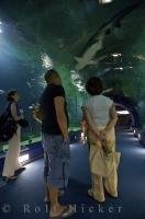 A must see when visiting L'Oceanografic in the city of Valencia in Spain is the 30 metre long tunnel - underwater!