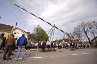 The Maibaum is raised higher by a team of men during the Maibaumfest celebration in Putzbrunn, Bavaria, Germany.