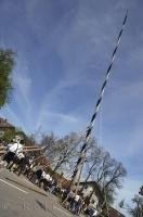 The village of Putzbrunn, Germany has almost accomplished their feat of raising the Maibaum.