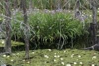 A sea of water lillies in a pond on Manitoulin Island, Ontario, the world's largest freshwater lake island in Lake Huron.
