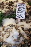 A display of Golden Mantee Oysters available from the Pike Market Fish Co in downtown Seattle.