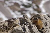 The Falzarego Pass is has a wide variety of flora and fauna including marmots and chamois