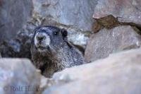 A cute marmot looks out from behind the cover of some rocks on Vancouver Island in British Columbia, Canada.