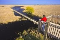 A tourist looks out over the boardwalk winding its way through the marshland in Point Pelee National Park in Ontario where nature is at its best.