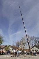 The raising of the May Tree in the town of Putzbrunn, Germany is no small feat.