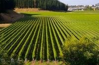 Acres of lush green vineyards are the main source for the making of some of the best wines produced at the Mission Estate Winery in Hawkes Bay, New Zealand.