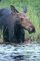 A large moose decides it is time for some food and a swim in a lake in Ontario, Canada.
