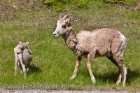 This Bighorn sheep is a species of sheep that is native to North America and Siberia. This species of mountain animal thrives in the alpine regions of Banff and Jasper National Parks in the province of Alberta, Canada.