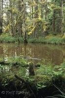 A murky pond surrounded by moss covered rainforest trees in Naikoon Park on Graham Island, Queen Charlotte Islands, BC, Canada.