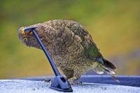 A Cheeky Kea, proper name Nestor notabilis, takes a closer look at a car antenna in the Fiordland National Park, which is located along the Milford Road near the Homer Mountains in the South Island of beautiful New Zealand.
