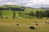 A typical farmland scene in the countryside of the South Island of New Zealand.