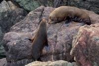 A young New Zealand Fur Seal, shimmies himself up the steep rocks towards his friend at the Cape Palliser Seal Colony on the North Island of New Zealand while the other ocean animals stay in the water.