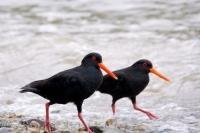 Variable Oyster Catchers are easily recognizable on the coastline of New Zealand as they have black plumage, bright orange eyes and beak with a tinge of yellow at the tip.