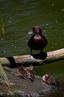 A New Zealand Scaup watching over her three chicks at the Auckland Zoo on the North Island of New Zealand.