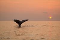 A humpback whale takes a plunge during sunset in the Strait of Belle Isle in Newfoundland, Canada.