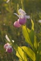 Stock Photo of purple showy Ladyslippers