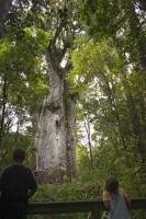 Situated in Northland on the North Island, the Waipoua Forest is home the largest stand of kauri trees in New Zealand.